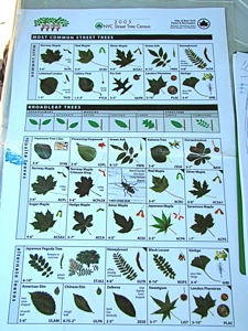 tree types growing in queens nyc