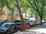 tree lined street in queens