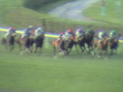 Belmont Races In Queens NY